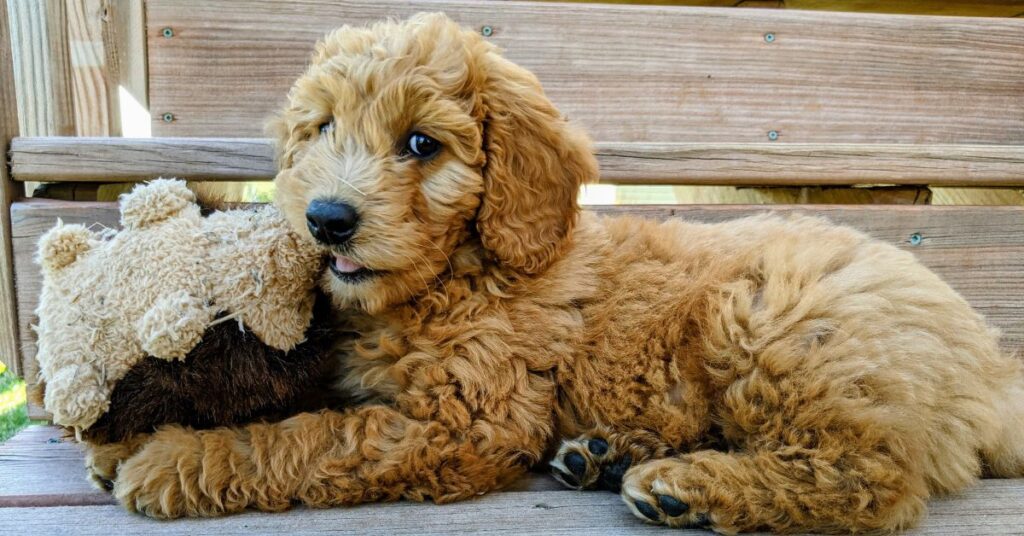 When Do Goldendoodles Stop Growing